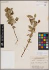 Foto von Salix eriocephala var. mackenzieana (Hook.) Dorn